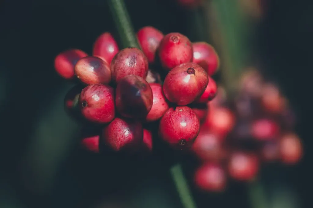 Kopi Gayo Aceh Terbaik