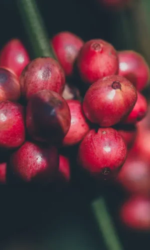 Kopi Gayo Aceh Terbaik