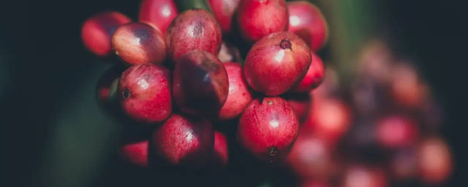 Kopi Gayo Aceh Terbaik